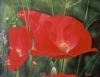 "Poppies"