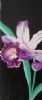 "Mesmeric Orchid"