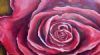 "Rose in Reds"