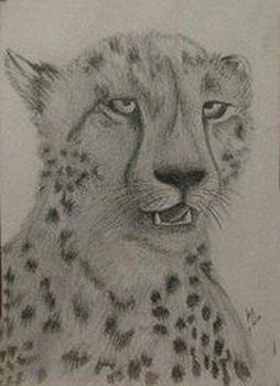 "Cheetah"