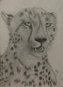 "cheetah"