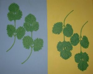 "Coriander For Mieke"
