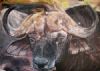 "Buffalo"