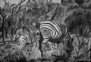 "Zebra"