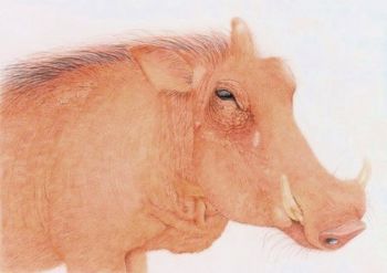 "Warthog"