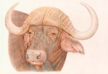 "Cape Buffalo"