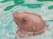 Hout Bay Seal