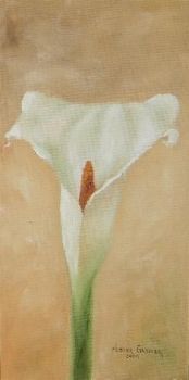 "Arum Lily 1"