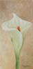 "Arum Lily 2"