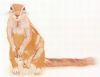 "Cape Ground Squirrel"