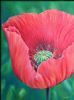 "Red Poppy"