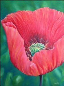 "Red Poppy"