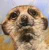 "Meerkat2"