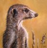 "Meerkat1"