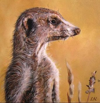 "Meerkat1"