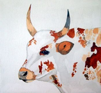 "Nguni "