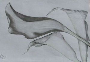 "pencil lilies 1"