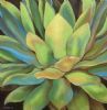 "Agave (Copy-Jillian David) "