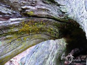 "Tree Stump"