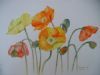 "Poppies 1"