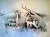 "Antelope Scanning the View"