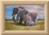 "Elephants, Addo"