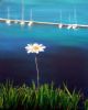 "daisy"