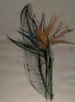 "Strelitzia"