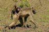 "Hitching A Ride"