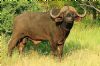 "Buffalo Bull"