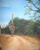"Giraffe walking"