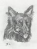 "Shepherd's Dog"