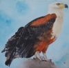 "Fish Eagle"