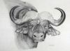 "African Buffalo"