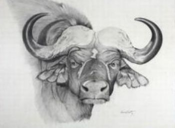 "African Buffalo"