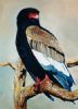 "Bateleur"