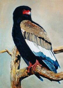 "Bateleur"