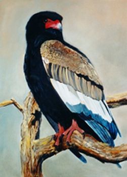 "Bateleur"