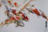 "Acrylic Ink Koi on Canvas 2"
