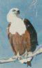 "African Fish Eagle"