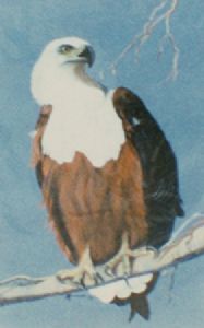 "African Fish Eagle"