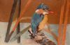 "Malachite Kingfisher"