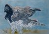 "Martial Eagle"