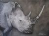 "Rhino"