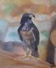 "Bird of Prey"