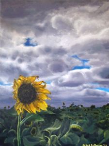 "Lonely Sunflower"