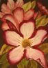 "Pink Impala Lily"