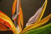 "Inside Strelitzia "