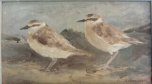 "strandlopertjies"