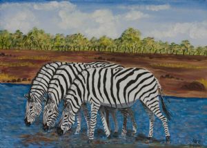 "Zebras Drinking Water"